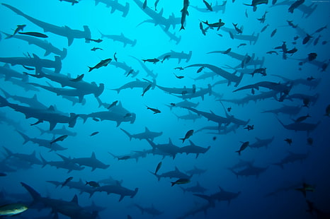 Scalloped hammerhead sharks, Cocos Island, Costa Rica, underwater, fish, Water, Blue, diving, tourism, school of sharks, ocean, sea, World's best diving sites, HD wallpaper HD wallpaper