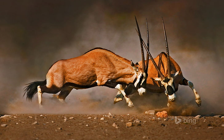 gemsboks clash Namibia-October 2015 Bing Wallpaper, HD wallpaper