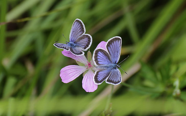 Pink flowers, blue butterfly, bokeh, grass, purple butterflies, Pink, Flowers, Blue, Butterfly, Bokeh, Grass, HD wallpaper