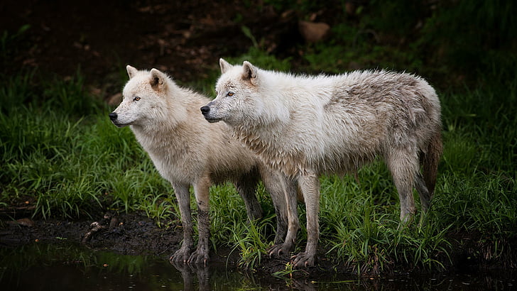 野生動物 オオカミ Canis Lupus Tundrarum 銀行 荒野 草 ツンドラオオカミ アラスカのツンドラオオカミ 不毛の オオカミ Hdデスクトップの壁紙 Wallpaperbetter