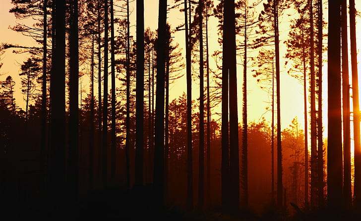 Fotografie, Landschaft, Natur, Pflanzen, Bäume, Wald, Sonnenuntergang, HD-Hintergrundbild
