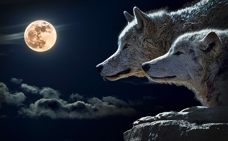 animal, animal photography, canidae, canine, close up, clouds, evening, full moon, fur, moon, moonlight, nature, night, rock, sky, wild animal, wolves, HD wallpaper