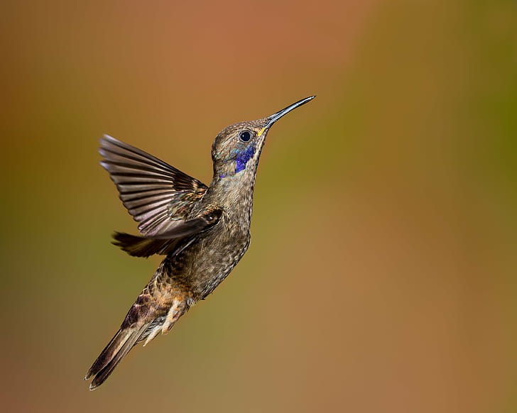 selective focus photography of Hummingbird, violetear, violetear, Brown Violetear, selective focus, photography, Hummingbird, in-flight, bird, wildlife, animal, flying, beak, hovering, nature, iridescent, spread Wings, feather, animal Wing, songbird, bird Watching, aviary, one Animal, HD wallpaper