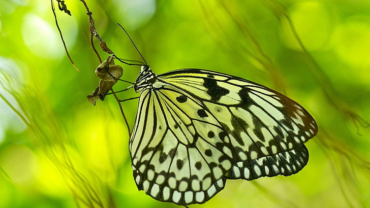 cerf-volant en papier btterfly, papillon, macro, vert, insecte, Fond d'écran HD