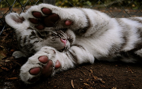 ลูกเสือขาวสัตว์เสือ, วอลล์เปเปอร์ HD HD wallpaper