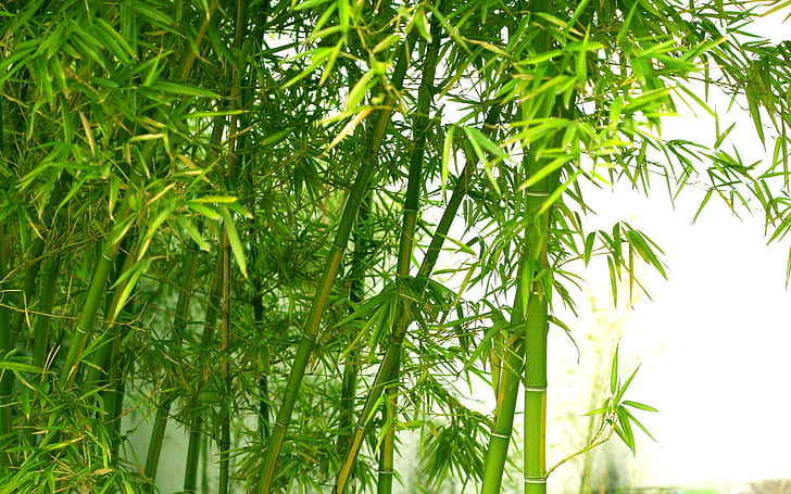 Bambù fresco verde, alberi di bambù verdi, verde, fresco, bambù, Sfondo HD
