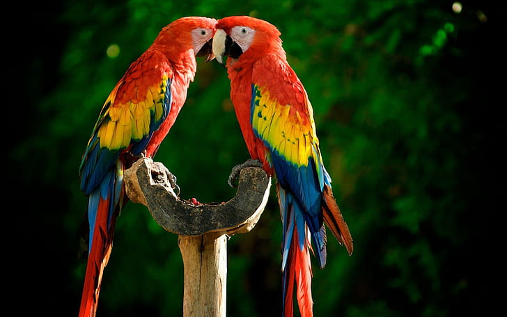 Aves Papagaios Araras Escarlate 2560 × 1600, HD papel de parede