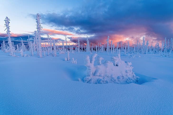 winter, snow, trees, sunset, Czech Republic, the snow, Bohemia, Sumava national Park, Šumava National Park, HD wallpaper