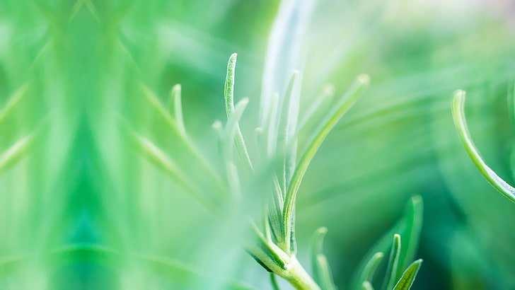 green and white leaf plant, HTC One M8, HTC Sense 6, HD wallpaper
