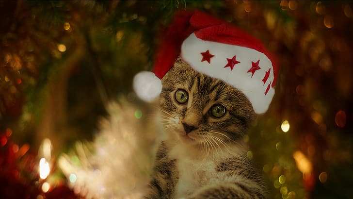 gato, olhar, luz, vermelho, luzes, pose, o fundo escuro, gatinho, cinza, férias, retrato, desfoque, Natal, bonito, Ano novo, árvore, guirlanda, rosto, listrado, estrelas, boné, chapéu de Papai Noel, HD papel de parede