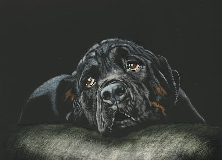 Zuchthund, Schwarz, Rottweiler, HD-Hintergrundbild