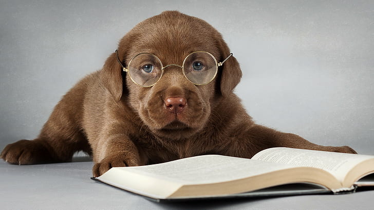 Animal, 1920x1080, dog, book, eyeglasses, Funny, reading, studying, practice, hd animals, HD wallpaper