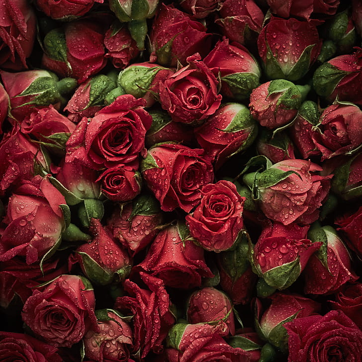flowers, background, roses, red, buds, bud, HD wallpaper
