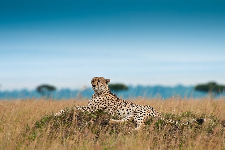 brown and beige cheetah, cheetah, leisure, leopard, grass, big cat, HD wallpaper