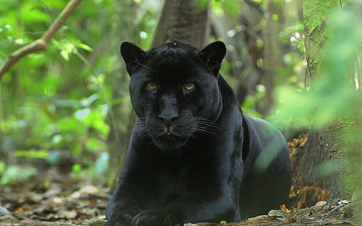 Котки, черна пантера, животно, голяма котка, едър план, хищник (животно), HD тапет