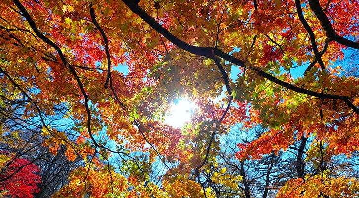 Autumn Sunshine, árboles amarillos y rojos, Estaciones, Otoño, Colorido, Árboles, Hojas, Bosque, Colores, Japón, Woods, Otoño, Bokeh, Fujifilm, Búsqueda, Snapseed, Fujifilmxa1, Fondo de pantalla HD