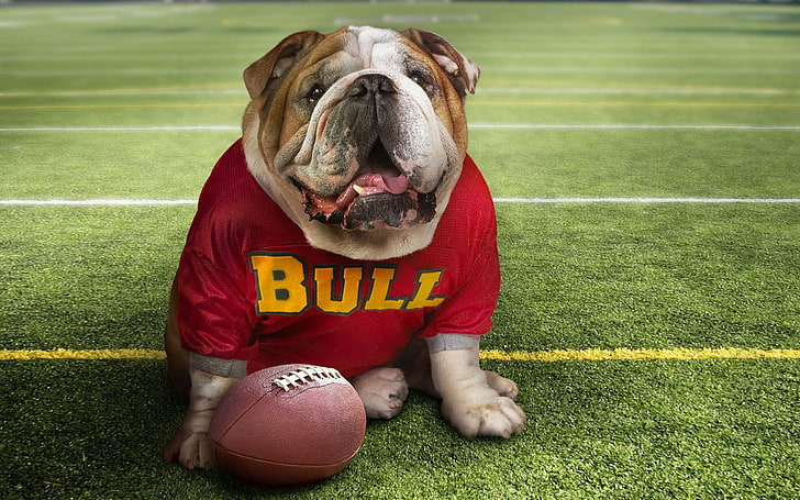 bulldog, cute, HD wallpaper