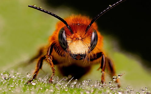茶色のミツバチ、クローズアップ写真、マクロ、昆虫、膜men目、蜂の茶色と黒の蜂、 HDデスクトップの壁紙 HD wallpaper