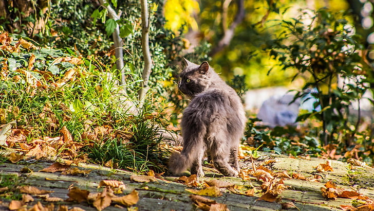 сива персийска котка, животни, котка, листа, природа, HD тапет