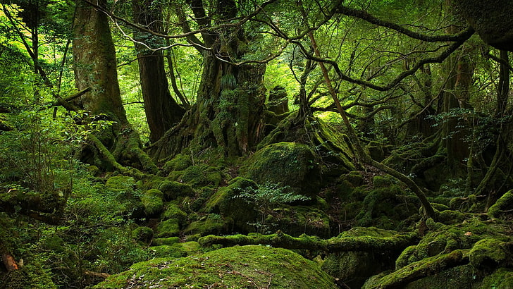 forest, trees, forest, nature, landscape, moss, HD wallpaper