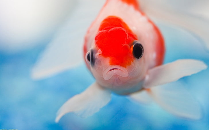 orange and white fish, fish, eyes, swimming, underwater, HD wallpaper