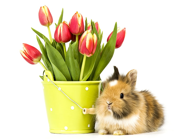 foto, flores, coelho, tulipas, animais, HD papel de parede