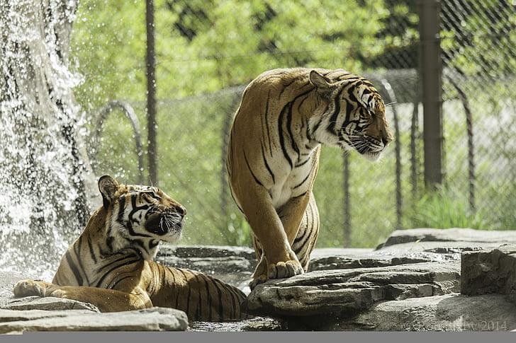 predators, bathing, pair, wild cats, tigers, zoo, HD wallpaper