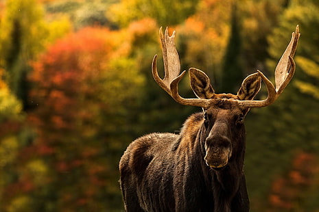 animals, mammals, moose, HD wallpaper HD wallpaper