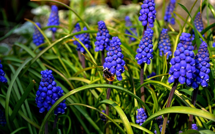 Bees, Blue Flowers, flowers, Muscari, nature, HD wallpaper
