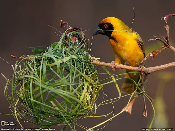 birds, nests, National Geographic, HD wallpaper