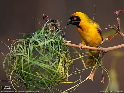 pássaros, ninhos, National Geographic, HD papel de parede HD wallpaper