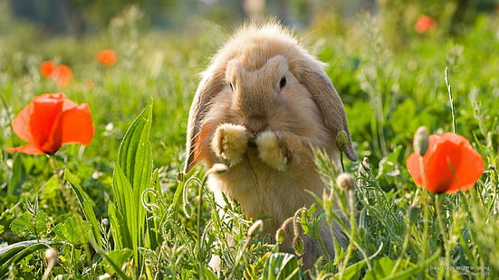 Dwarf Lops Rabbit in Spring, Animals, HD wallpaper HD wallpaper