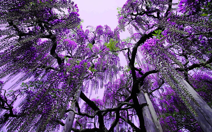 Glicine Ashikaga Parco floreale Giappone-albero con fiori viola, Sfondo HD