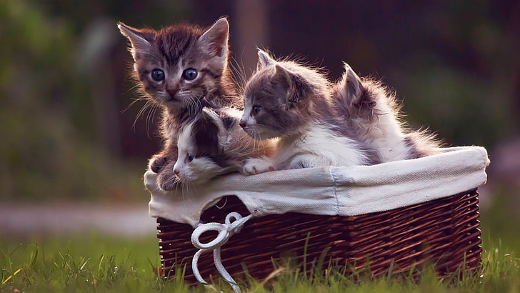 dwa kociaki szaro-białe z krótkim futrem, kocięta, kot, małe zwierzątka, kosze, trawa, zwierzęta, Tapety HD