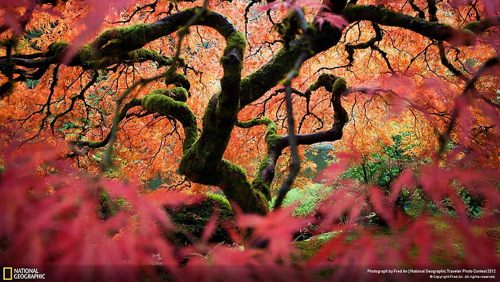 빨강과 녹색 나무 그림, 나무, 자연, HD 배경 화면