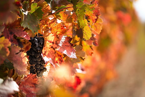 растения, фрукты, виноградная лоза, виноград, осень, HD обои HD wallpaper
