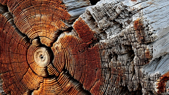 Natur, träyta, trä, textur, mönster, träd, cirkel, torr, döda träd, natur, träyta, trä, struktur, mönster, träd, cirkel, torra, döda träd, HD tapet HD wallpaper