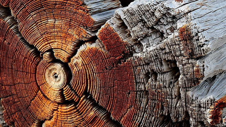 corteccia di albero di legno grigia, natura, superficie di legno, legno, struttura, modello, alberi, cerchio, alberi asciutti e morti, Sfondo HD