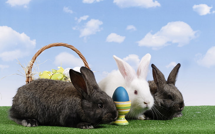 cesta, ovos, páscoa, coelhos, HD papel de parede