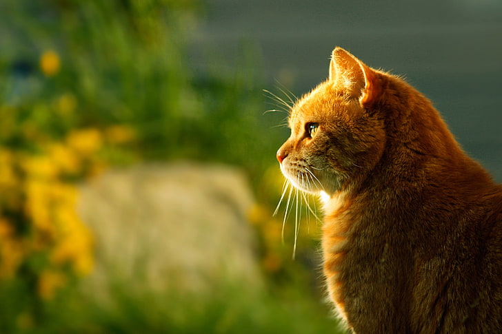 chat tigré orange à poil court, chat, lumière, flou, rouge, profil, assis, Fond d'écran HD