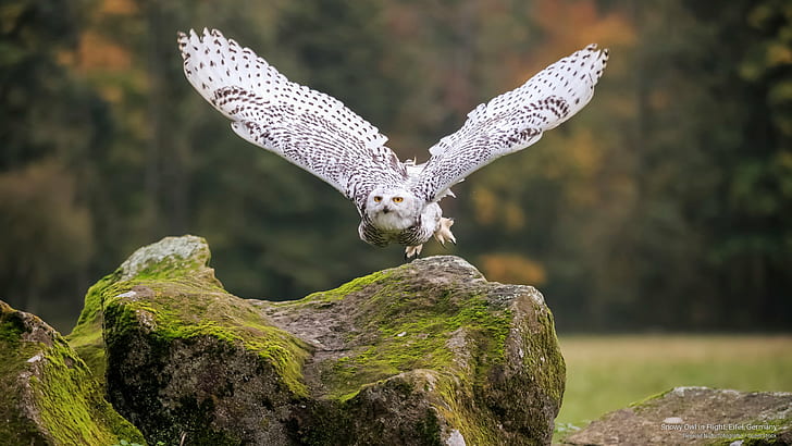 Снежная сова в полете, Айфель, Германия, Птицы, HD обои