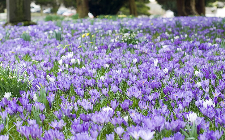 purple and white crocus field, flowers, nature, leaves, petals, HD wallpaper