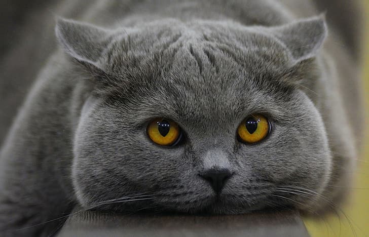 котка, поглед, муцуна, британска късокосместа, HD тапет