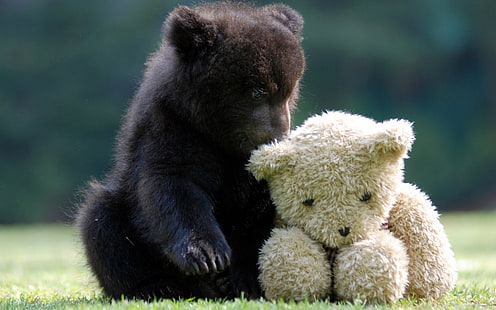 Lindo oso con oso de peluche, lindo, oso, peluche, Fondo de pantalla HD HD wallpaper