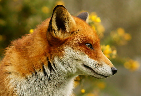 кафява и бяла лисица върху зелена трева и жълти цветя през деня, кафява, бяла лисица, зелена трева, жълта, цветя, през деня, Британски център за дива природа, Newchapel Surrey, Vixen, Vulpes, Триминг, лисица, животно, червена лисица, дива природа, природа , животни в дивата природа, бозайници, месоядни животни, гора, на открито, HD тапет HD wallpaper