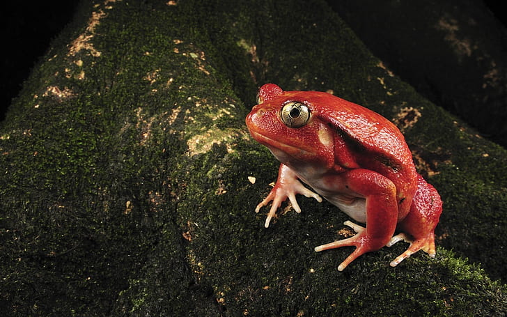 Pojedyncza czerwona żaba, żaba, Tapety HD
