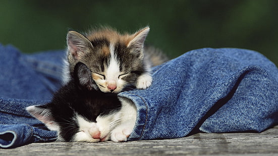 two white-and-black and white-and-gray tabby kittens, animals, cat, kittens, jeans, sleeping, baby animals, HD wallpaper HD wallpaper