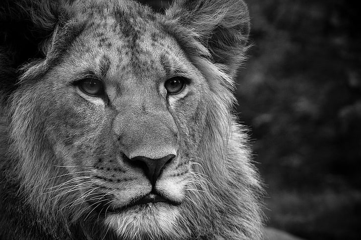 lion, lion, face, fluffy, mane, black white, HD wallpaper
