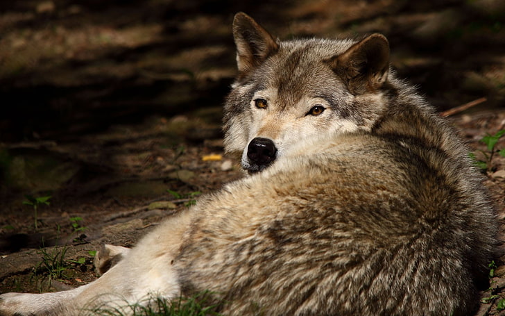 회색과 흰색 늑대, 늑대, 아래로, 양모, 육식 동물, HD 배경 화면