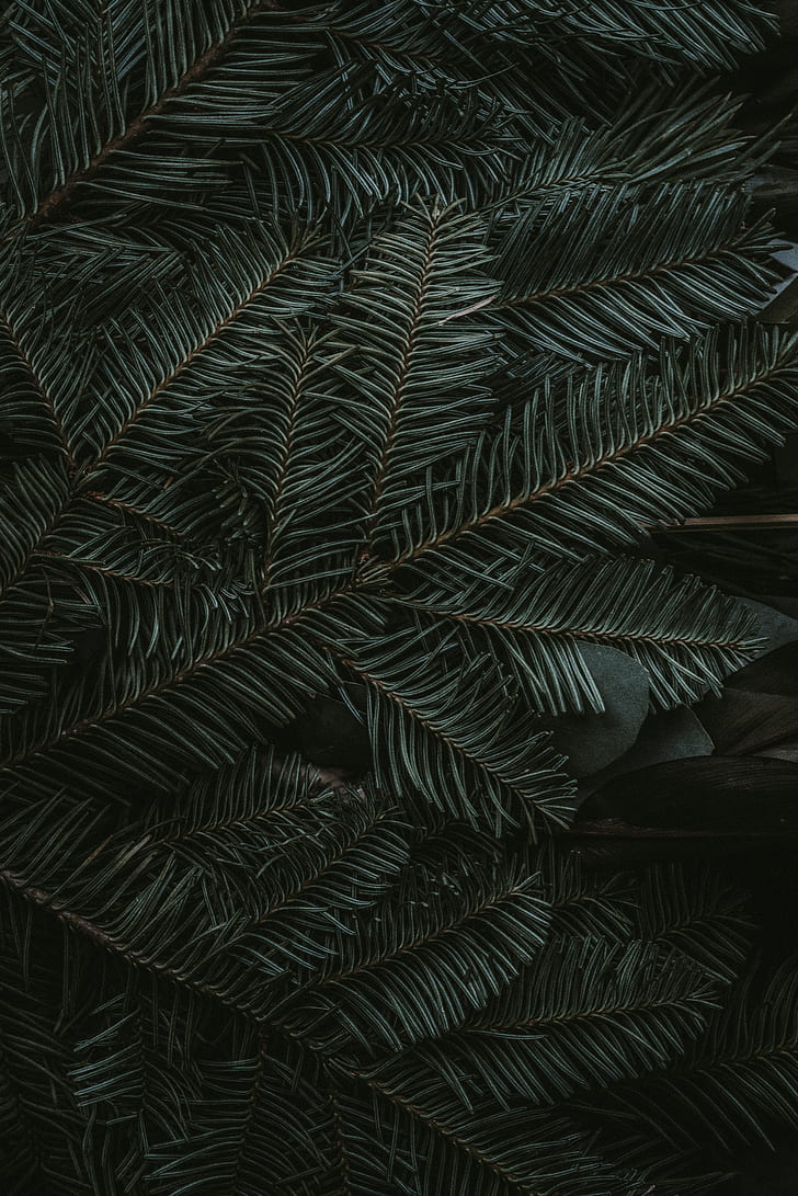 spruce, branches, needles, dark, green, HD wallpaper